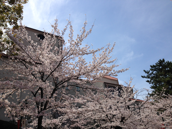 歌劇場周辺　桜